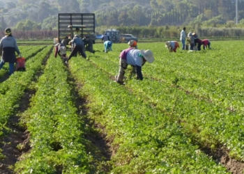 Agri sector on edge as anti-immigration ultimatum looms
