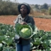 Simangele turns school lease into retail-supplying agribusiness