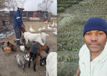 No land? No problem: Secunda farmer turns old dumping site green