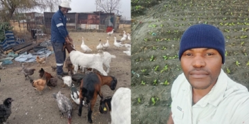 No land? No problem: Secunda farmer turns old dumping site green