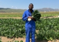 Engineer Mfanzile Maseko takes leap of faith into full-time farming