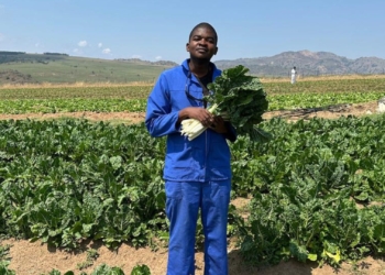 Engineer Mfanzile Maseko takes leap of faith into full-time farming