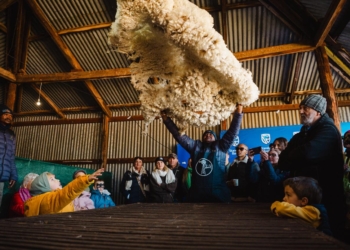 The Karoo Winter Wool Festival celebrates the region's rich wool heritage with engaging exhibits, local producers, family entertainment and agricultural conversations. Photo: Supplied/Food For Mzansi