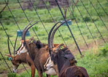 Game meat industry growth stalled by persistent barriers