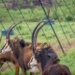 Game meat industry growth stalled by persistent barriers