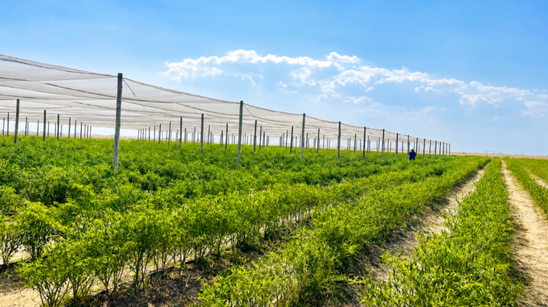 The harvest in Deelpan extends beyond chillies. The Multi-Functional Agri-Node is cultivating livelihoods, skills and renewed hope. Photo: Supplied/Seriti Institute