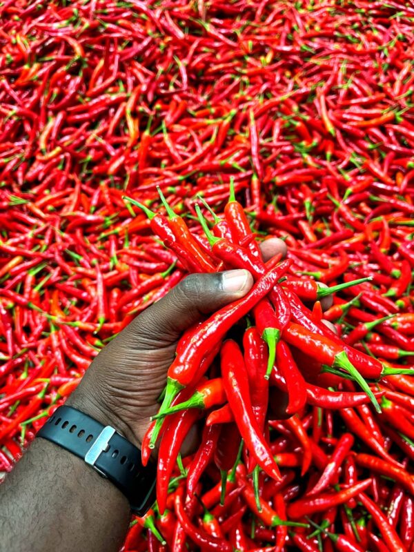Vibrant red chillies thrive at the Deelpan Multi-Functional Agri-Node, where agriculture is creating jobs, strengthening livelihoods and helping to revive the local economy. Photo: Supplied/Seriti Institute