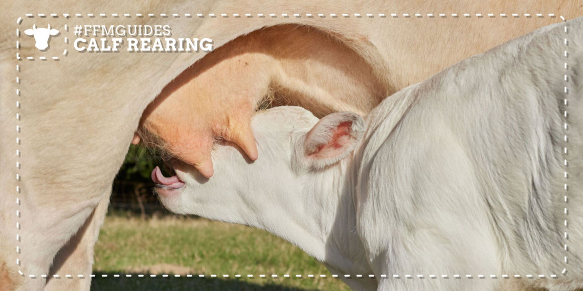 Effective calf management starts before calving and continues long after birth, with healthy cows, quality colostrum, clean environments and close daily monitoring forming the foundation for stronger, more productive animals. Photo: Pexels