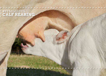 How to improve calf survival with better colostrum management