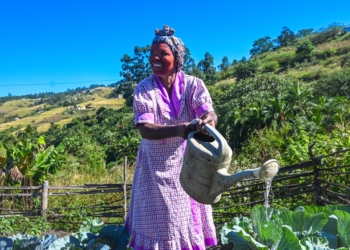 What started as a small backyard garden has become a source of food security and financial independence for Zandile Shinga. She waters her cabbages at her plot in ePlazini, where Thanda is helping families build resilience through regenerative gardening. Photo: Supplied/Food For Mzansi