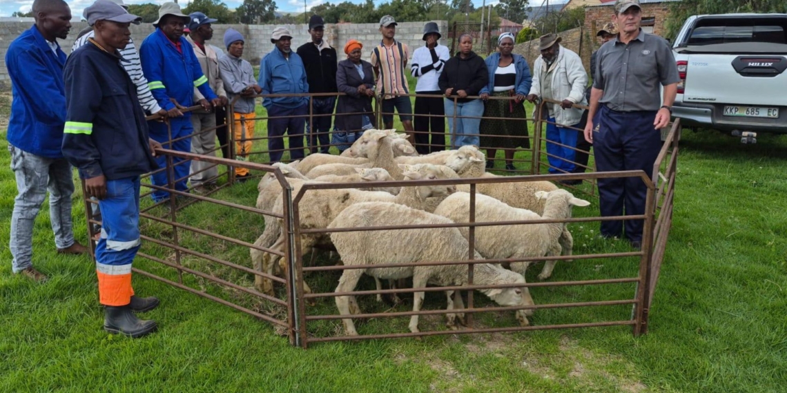 Livestock development initiative in the Umsobomvu Local Municipality of the Northern Cape, that is being supported by local wind farm operations. Photo: Supplied/Food For Mzansi