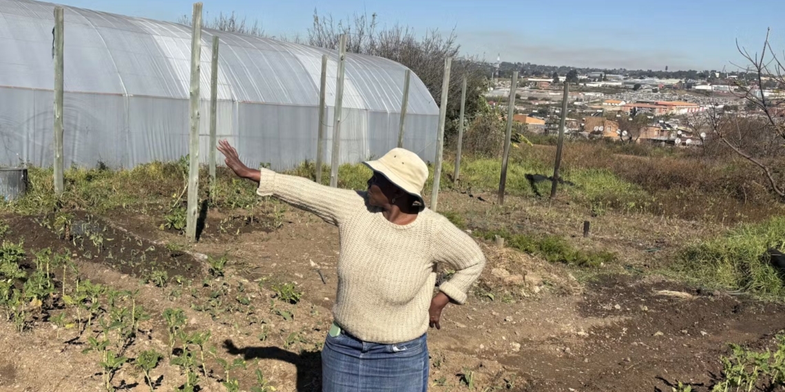 In Alexandra township in Johannesburg urban farmers are boosting food supplies with home and community gardens. Photo: Supplied/Blessings Masuku