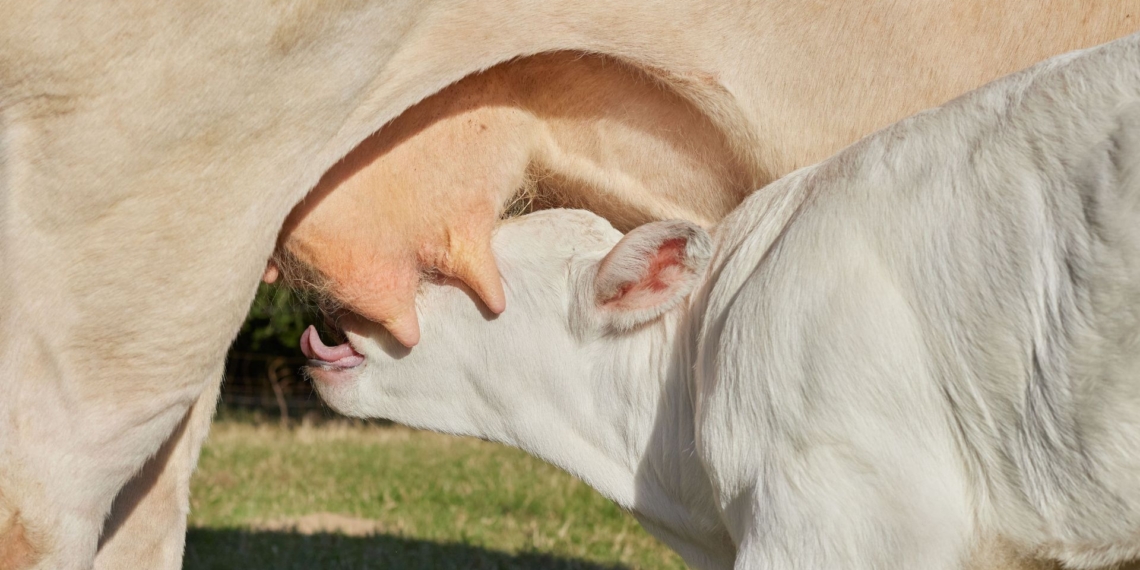 Effective calf management starts before calving and continues long after birth, with healthy cows, quality colostrum, clean environments and close daily monitoring forming the foundation for stronger, more productive animals. Photo: Pexels
