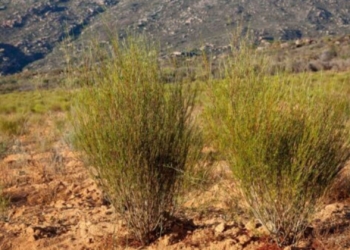 Rooibos industry targets global growth while protecting local roots