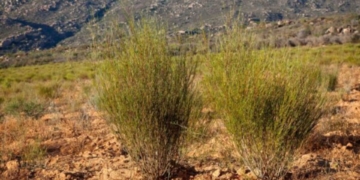 Rooibos industry targets global growth while protecting local roots
