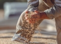 Grain SA defends farmers against blame for rising food prices