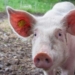 This week’s agri events: 20 – 24 July