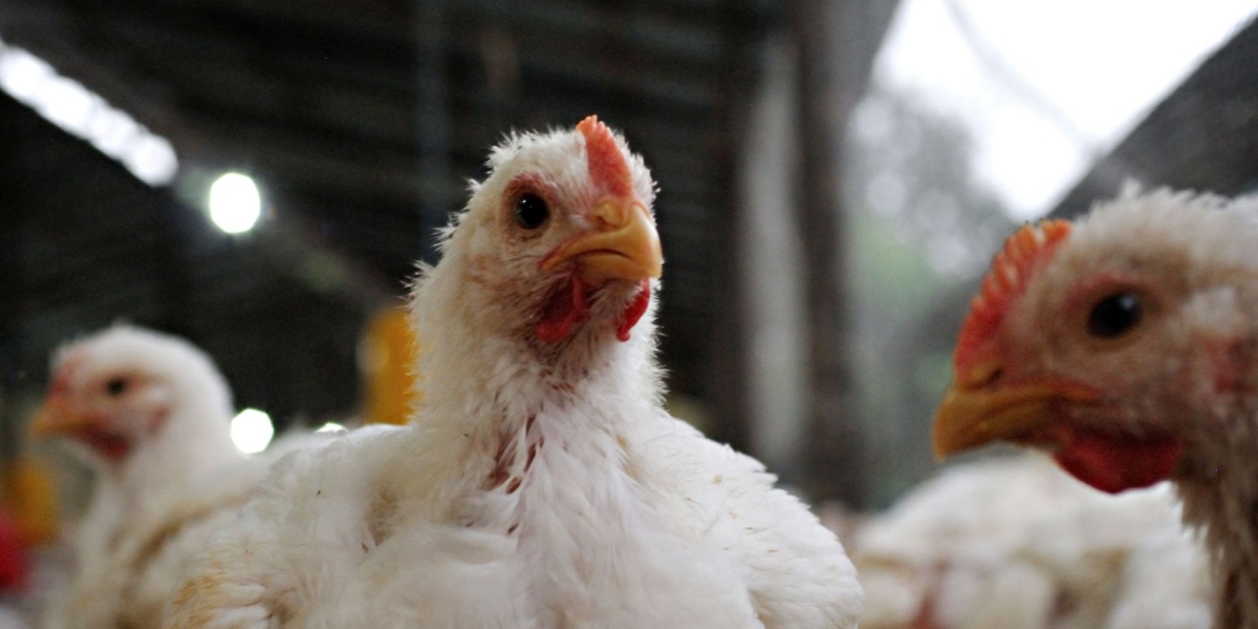 Industry leaders are urging the government to fast-track practical, science-based vaccination protocols against highly pathogenic avian influenza. Photo: Pexels