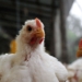 SA poultry industry calls for urgent bird flu vaccine rollout