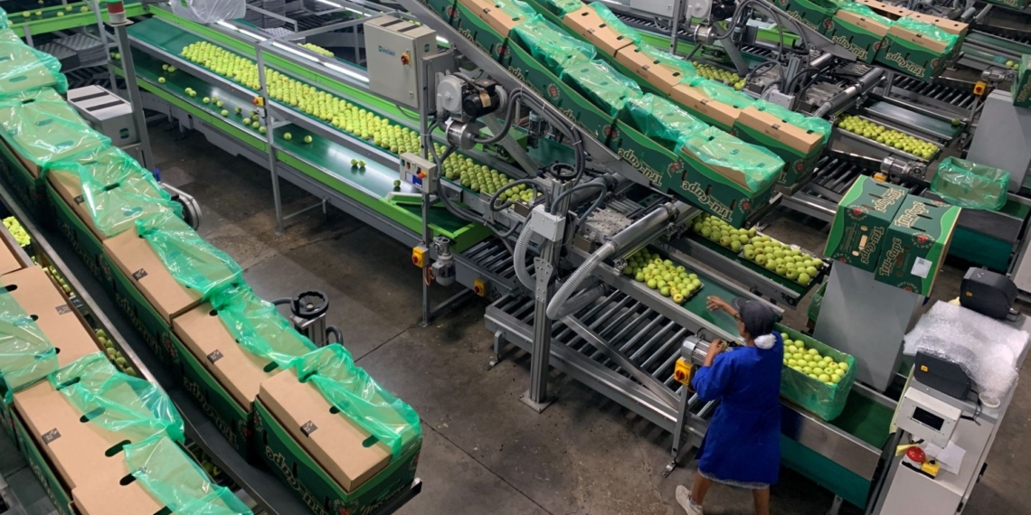 Infrastructure and technology upgrades at Ceres Fruit Growers have improved operational efficiency. Photo: Tru-Cape