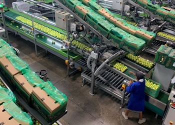 Tech and solar upgrades drive growth at Ceres Fruit Growers