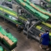 Tech and solar upgrades drive growth at Ceres Fruit Growers