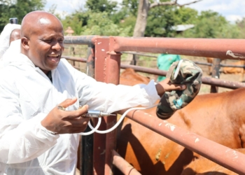 FMD milestone: North West vaccinates over one million cattle