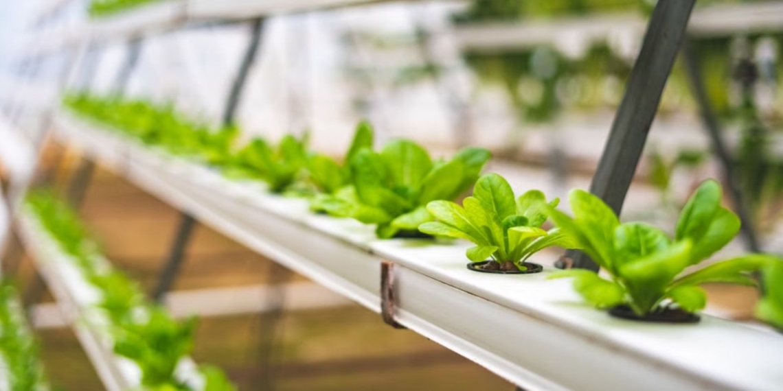 The Nampo Cape seminar on controlled environmental agriculture highlights modern farming solutions, from hydroponics to high-tech tunnels and smart irrigation. Photo: Pexels