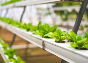 Protected agriculture takes centre stage at Nampo Cape seminar