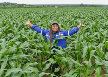 Better seed technology strengthens SA’s grain future