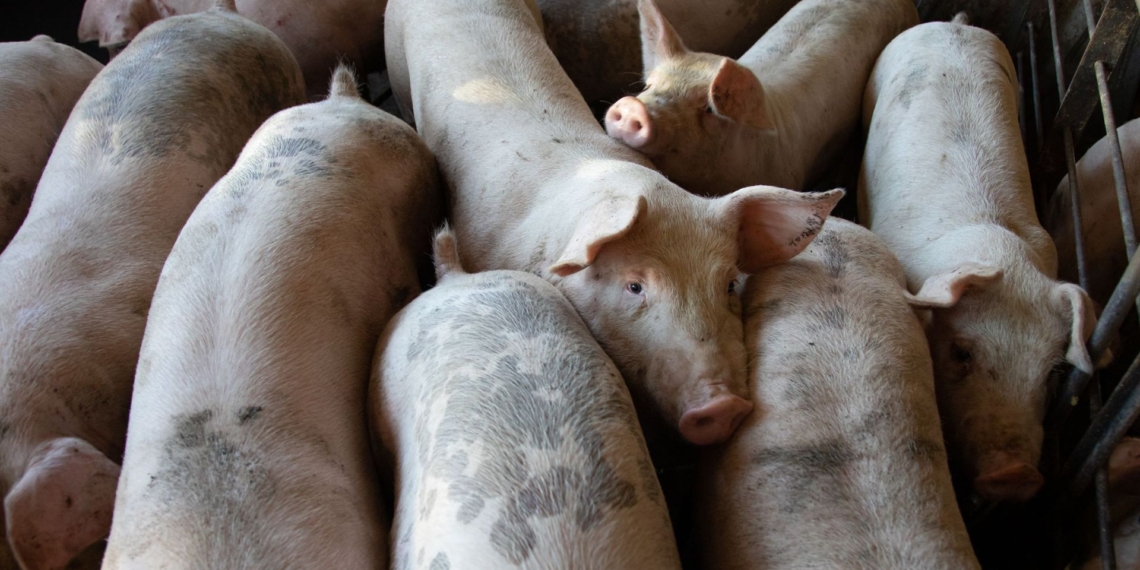 African swine fever remains one of the biggest threats to pig production. With commercial losses topping R500 million, strict farm-level biosecurity is now every pig producer’s ultimate defence. Photo: Pexels