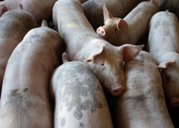How SA pig farmers can adapt to swine fever’s shifting borders