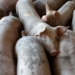 How SA pig farmers can adapt to swine fever’s shifting borders