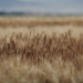 Why South Africa’s wheat industry is under investigation