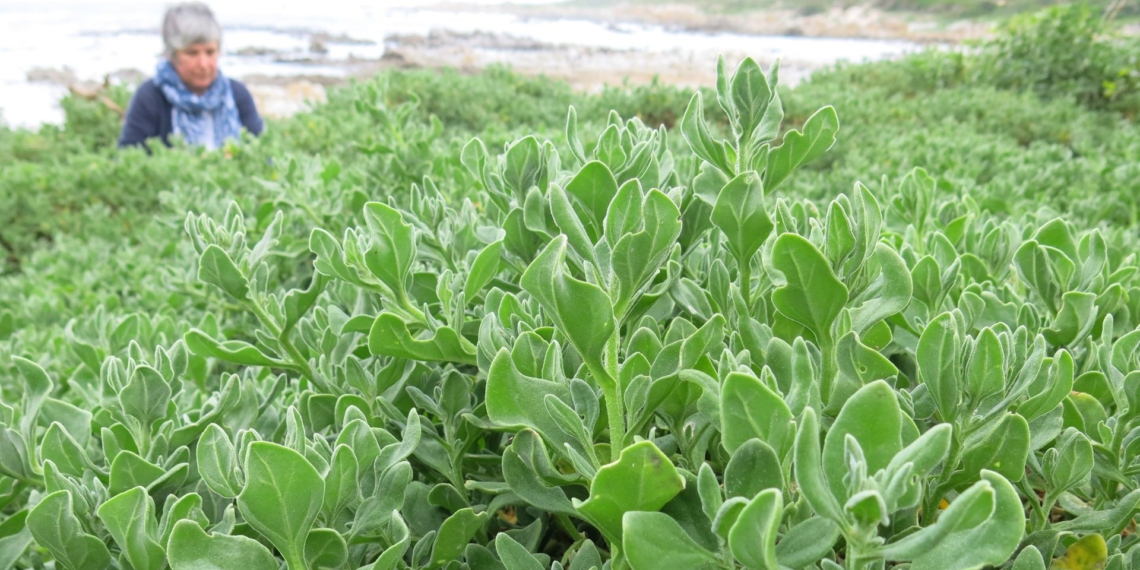 When we say dune spinach grows thick, we really mean it.
Photo: Loubie Rusch