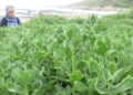 Dune spinach: A climate-hardy green transforming coastal farming