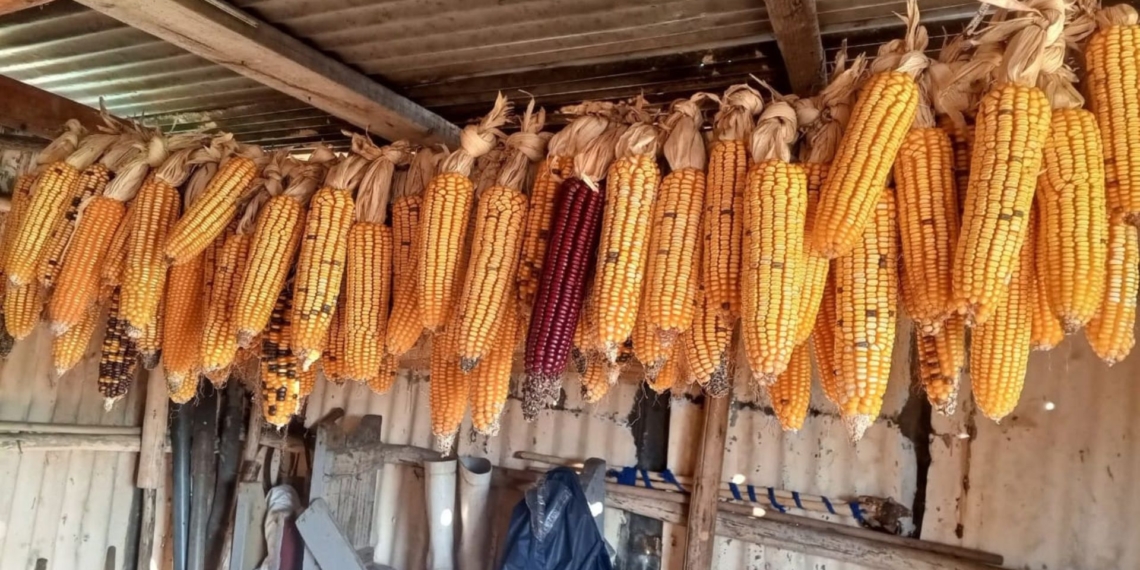 Harvested maize cobs are hung to air-dry in a storage shed, safeguarding seed stocks against climate volatility and future food insecurity. Photo: Supplied/Food For Mzansi