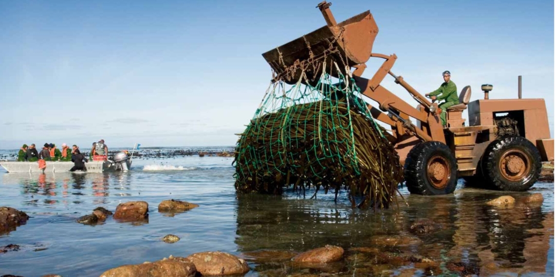 Crews harvest strictly to meet real-time production demand, moving raw kelp straight from the boat into refrigerated storage. Photo: Kelpak