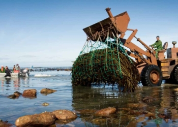 Indigenous seaweed becomes farming’s underwater ally
