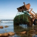 Indigenous seaweed becomes farming’s underwater ally