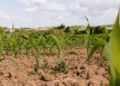 Farmers urged to plan smart as El Niño threatens planting season