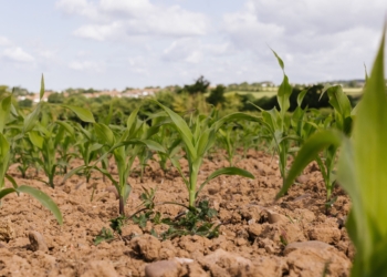 Farmers urged to plan smart as El Niño threatens planting season