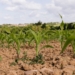 Farmers urged to plan smart as El Niño threatens planting season