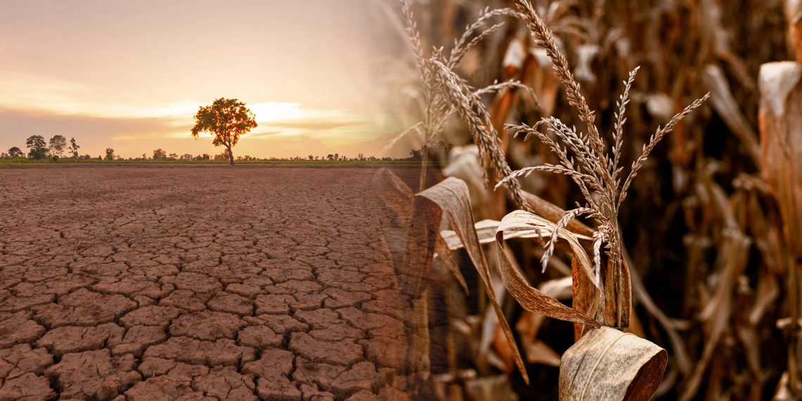 As a super El Niño threatens SA agriculture, temporary harvest relief won't last. Discover how drought impacts crop growth, food prices, and resilience. Photo: Gareth Davies/Food For Mzansi