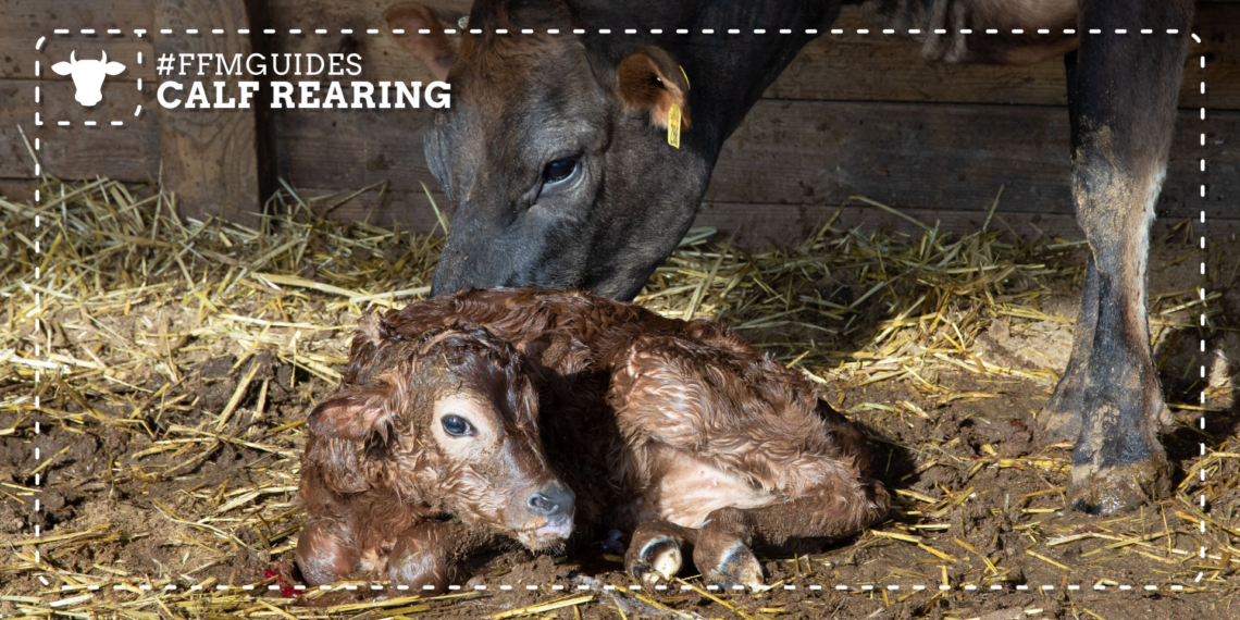 The first hours after calving are critical for calf survival and future performance. Photo: Pexels