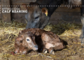 The ‘Golden Hour’: Managing a newborn calf’s first hours
