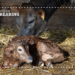 The ‘Golden Hour’: Managing a newborn calf’s first hours