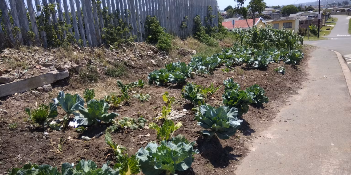 Open spaces around schools currently sown with vegetables can also be planted with indigenous fruit trees. Photo: Mallika Sardeshpande/The Conversation