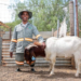 Unstoppable: Double-amputee farmer sets sights on commercial success