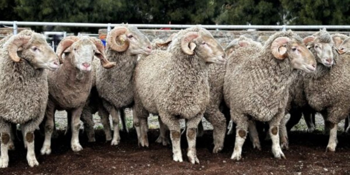 The RPO Conference will focus on future-ready grazing systems, production principles and changing market dynamics. Photo: Supplied/Food For Mzansi